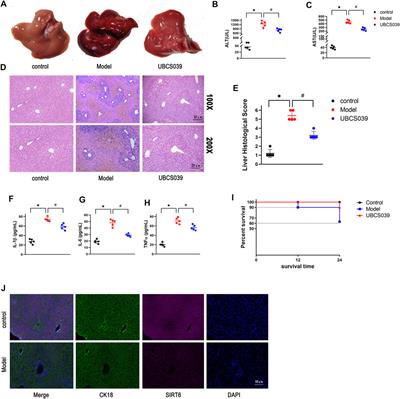 SIRT6 Activator UBCS039 Inhibits Thioacetamide-Induced Hepatic Injury In Vitro and In Vivo